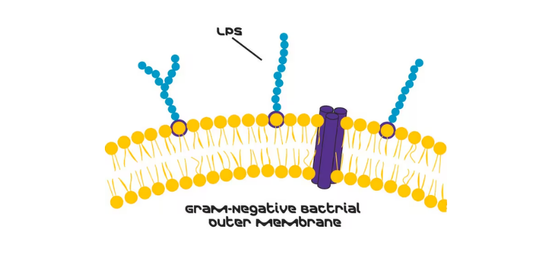 L6529-1MG Lipopolysaccharides from Escherichia coli O55:B5